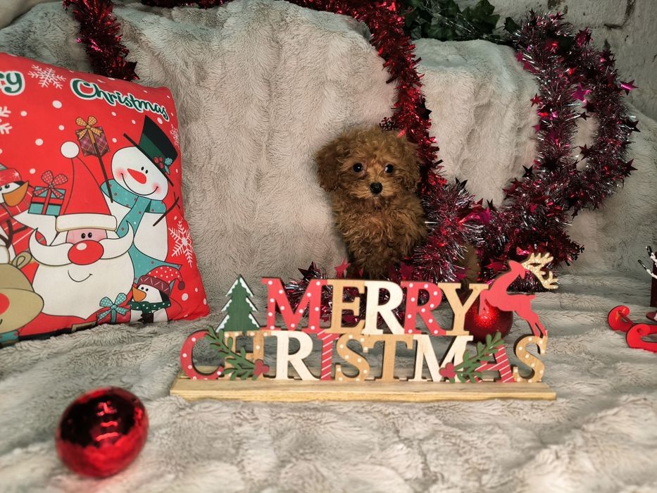 Vand fetita Pudel rosu toy