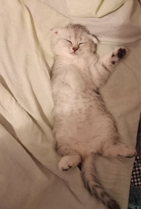 котенок Scottish Fold(девочка)