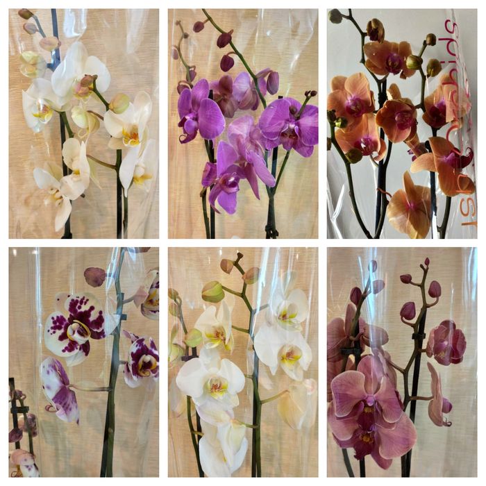 Орхидеи в наличии