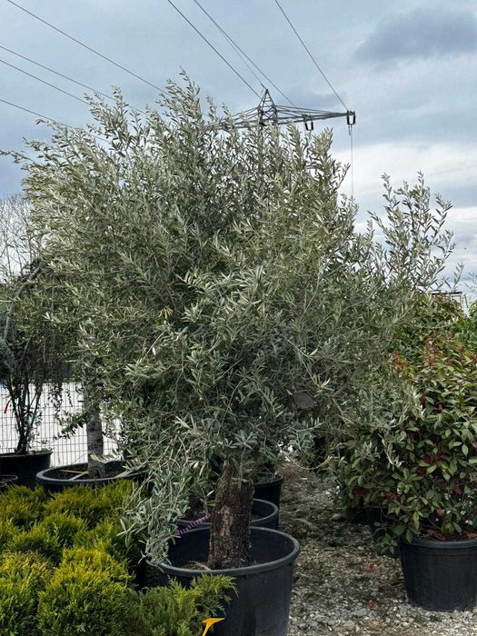 Măslin Olea Europaea din stoc | Design grădini mediteraneene
