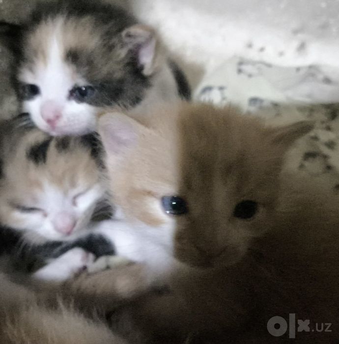 Котята в добрые руки