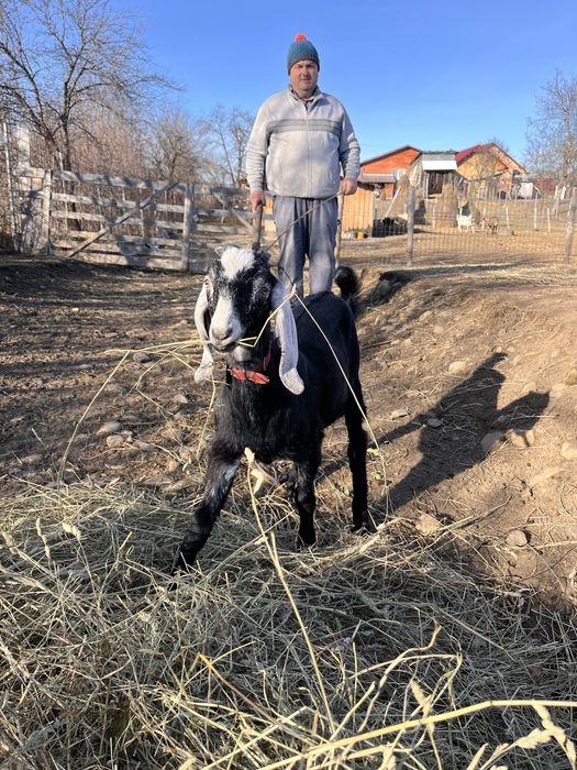 Vand iezi si ieduțe metis anglo nubian