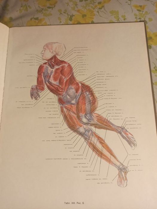 Руска анатомия Рабинович 1985 г