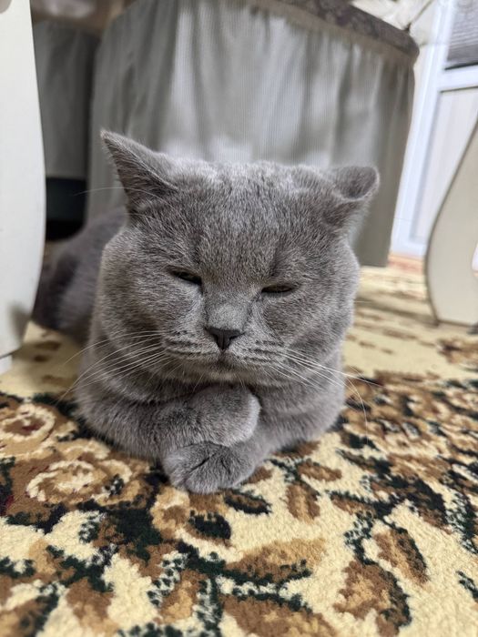 Scotish strayt mushuk