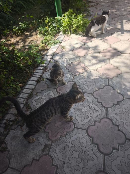 Отдам котят в хорошие,добрые руки