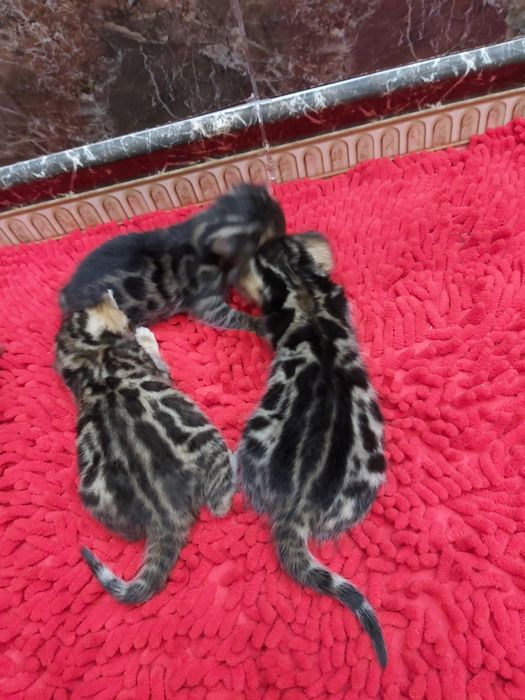 VIP КОТЯТА- Бенгальские!