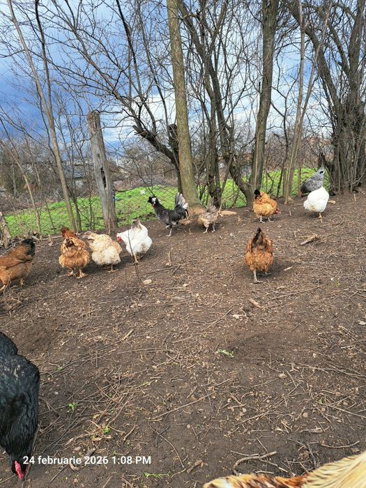 Vând oua de motata olandeza