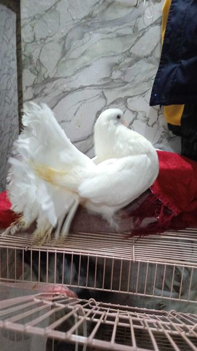 Продам две пары голубей породы Павлин.