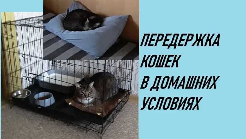 Передержка кошек в домашних условиях