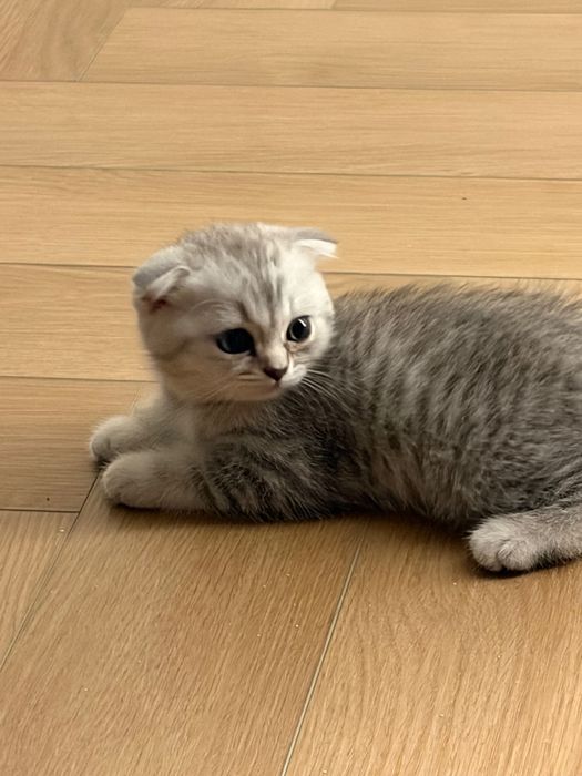 котенок девочка астана