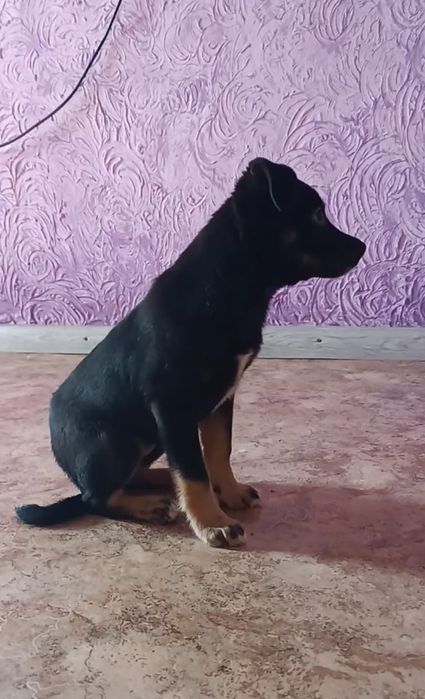 Красотка девочка щенки