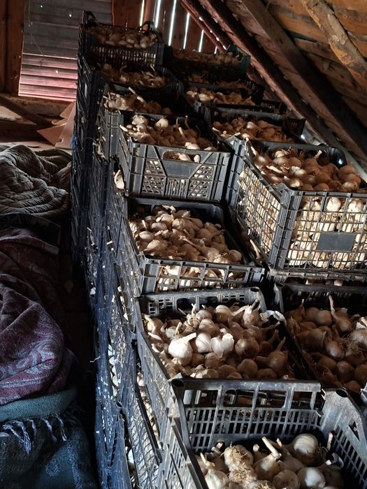 Vand usturoi de vara