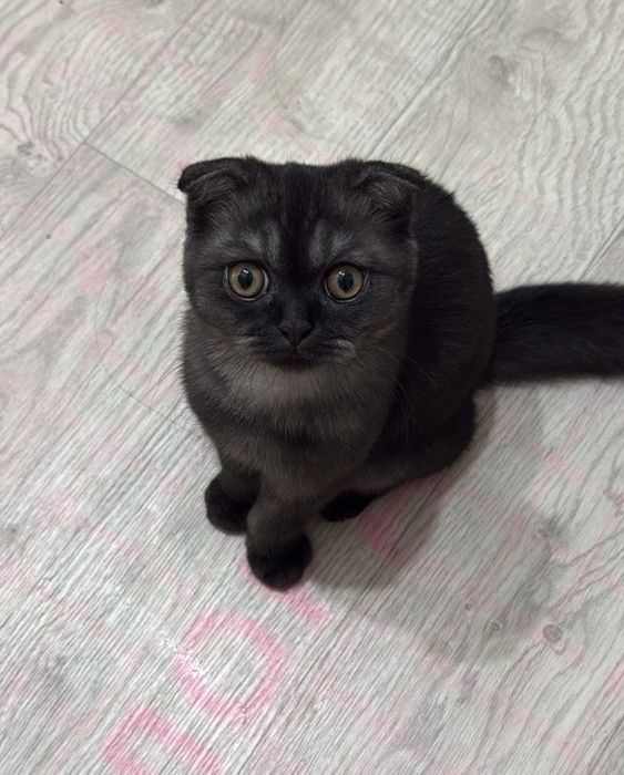 Кошка шотландская