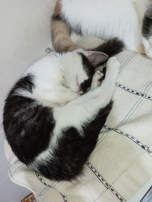 Котенок 1,5 месяца