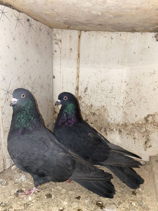 Продам голубей !