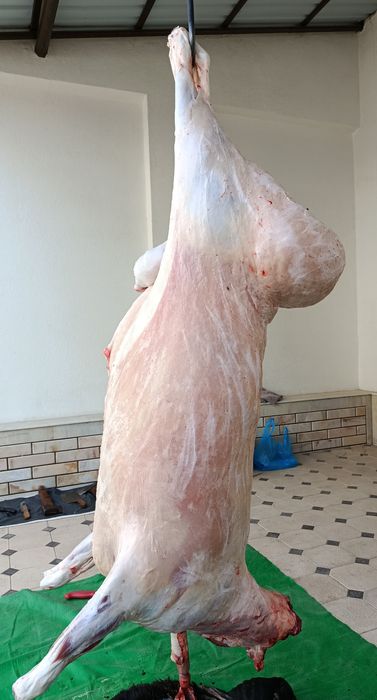 Кассоб-Qassob service hizmati