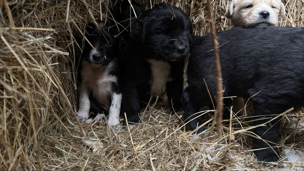 Шенкий 4 девочек 2 мальчика