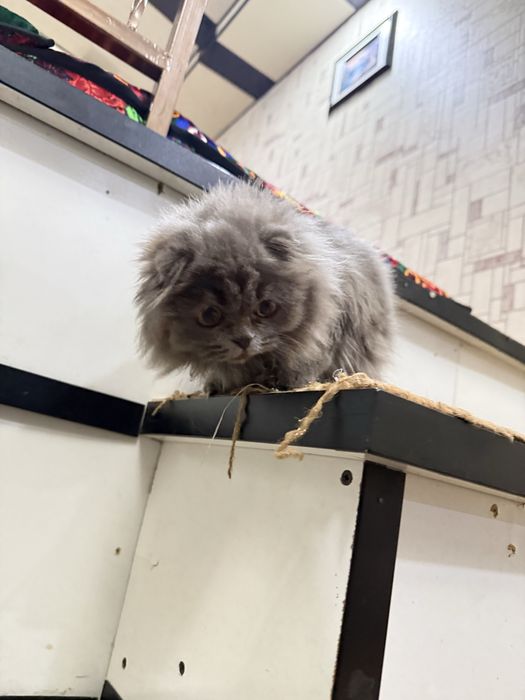 Skotish fold 5 oylik