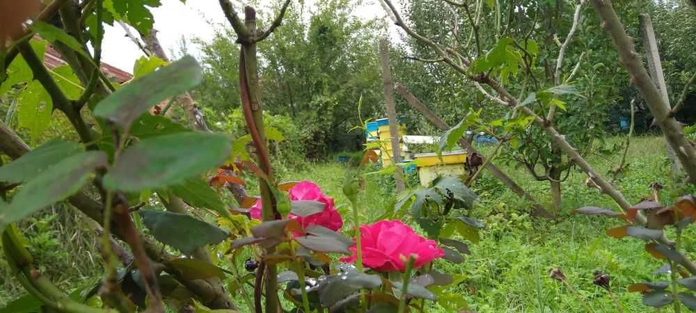 Продава се Парцел в с. Боровци, Област Монтана - 790 кв.м за 16 €/кв.м - Снимка #8