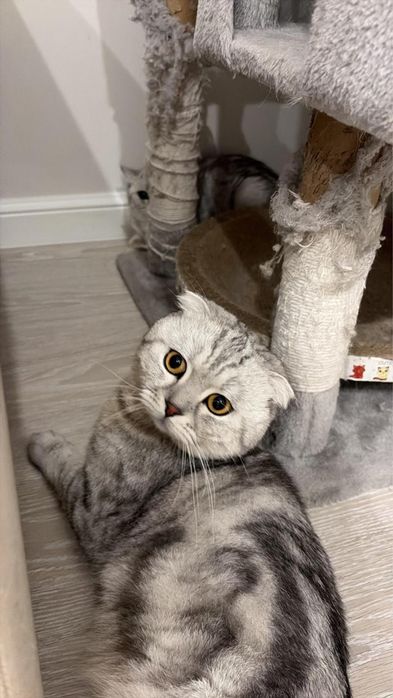 Котята британские вислоухие продам