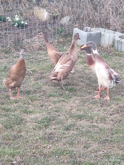 oua pentru incubat rate indiene pentru melci