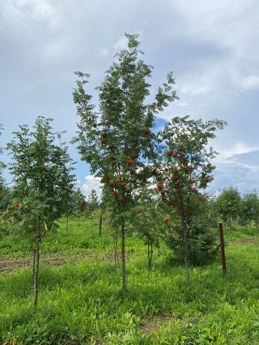 Рябина разных сортов и размерв