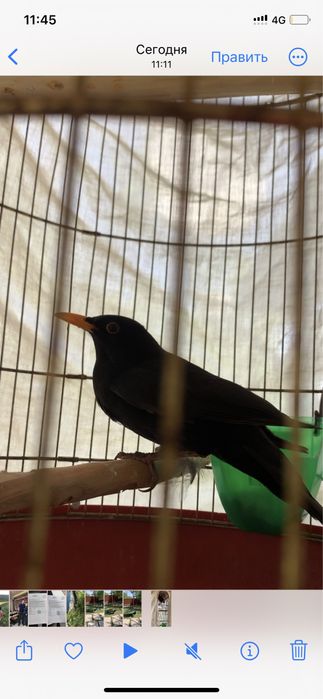 Певчий черный дрозд