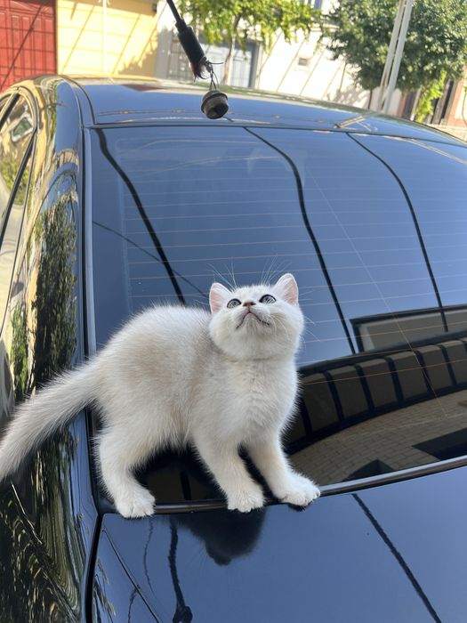 British silver shorthair
