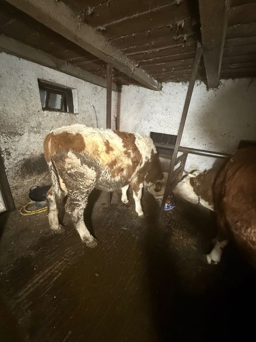 Taur și jurinca  vând pentru detalii la telefon