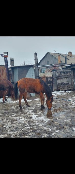 Продам лошадей .