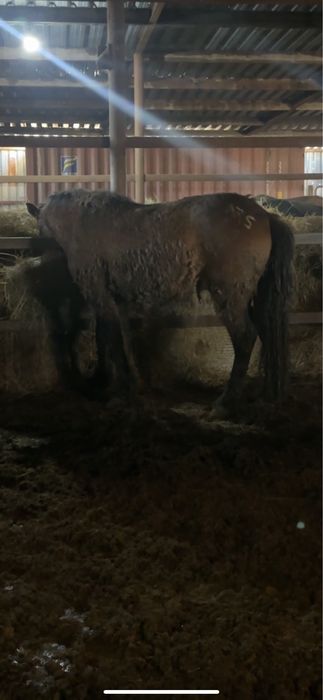 2 мощных жеребца жәбы