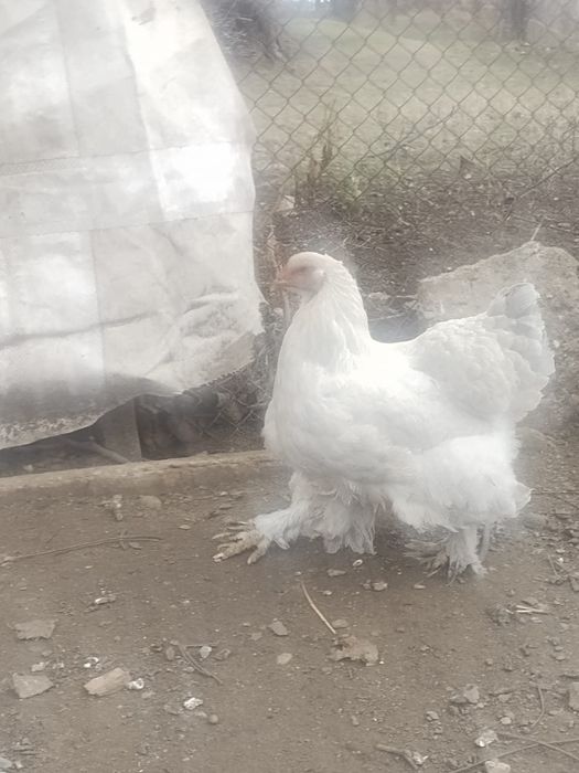 Продавам яйца и птиците Кохинг стандарт. Жълт Орпигтон. Брама