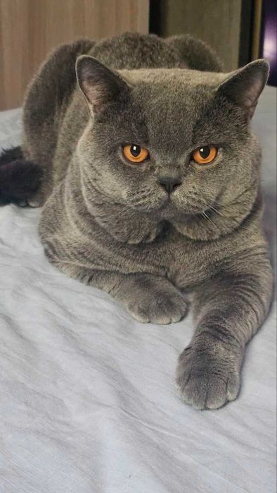 Вязка ! Чистокровный британский короткошерстный кот!! Возраст 3 года!