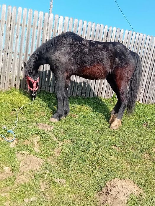 Cal de vanzare cu caruță si ham