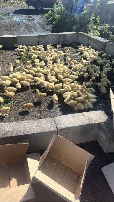 Продам гусят линда