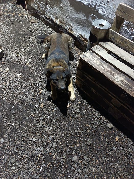 Продам Щенка Авчарка Алабай