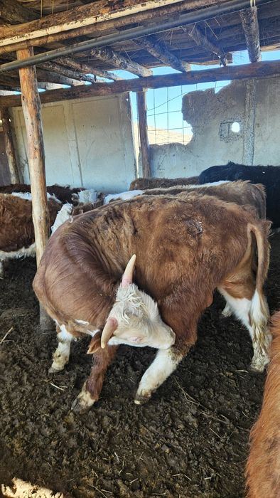 Бычки 17 голов упитанные