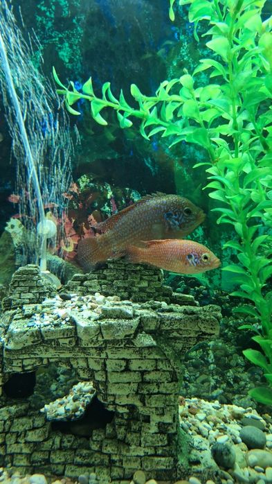 Аквариумные рыбки