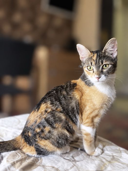 Подарявам котенце