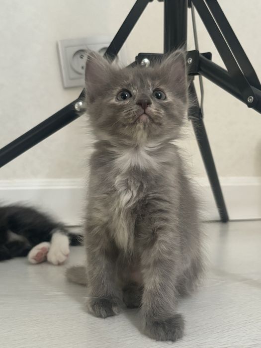 Отдам котенка бесплатно