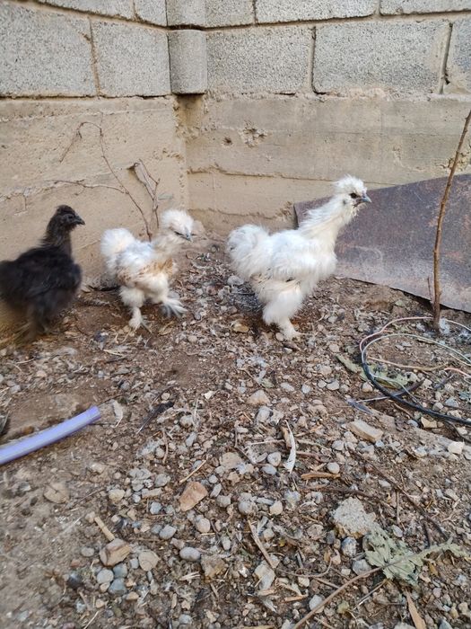 Продам китайский шелковых кур