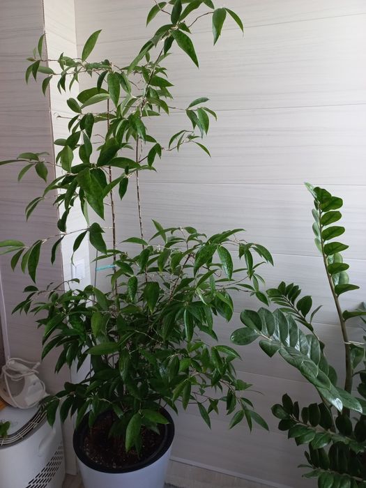 Цветок Драцена Суркулоза