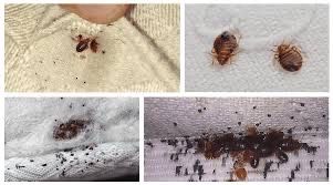 Дизинфекция от клопов клапа