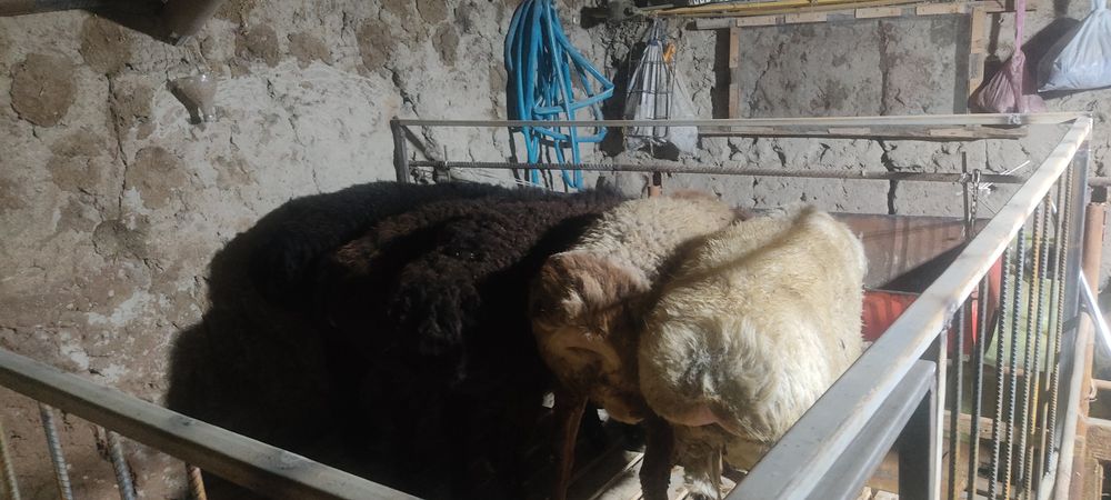 Qoʻchqor sotiladi juma Samarqand