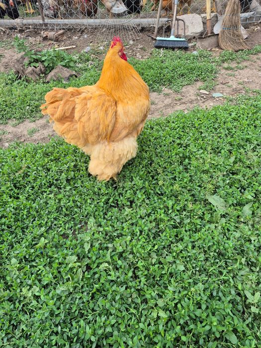 Vând oua Brahma diverse culori