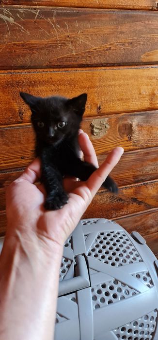 Pisicute de adoptat