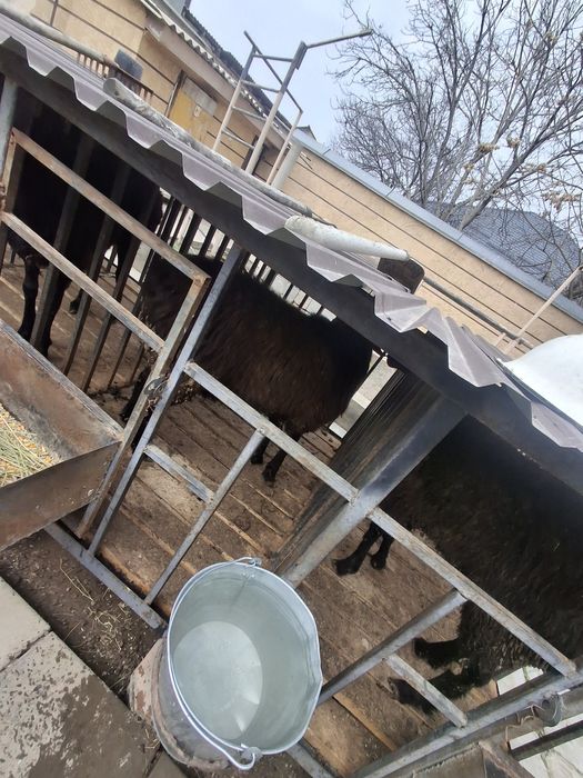 Қошқарлар бар  Семиз