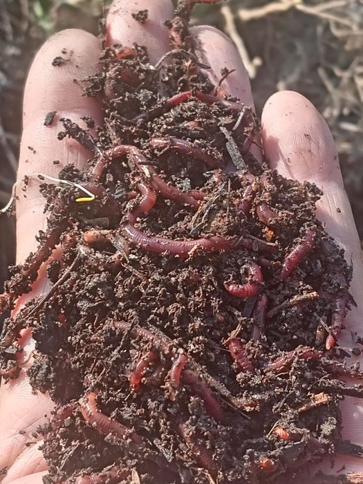 Продам черви старатели