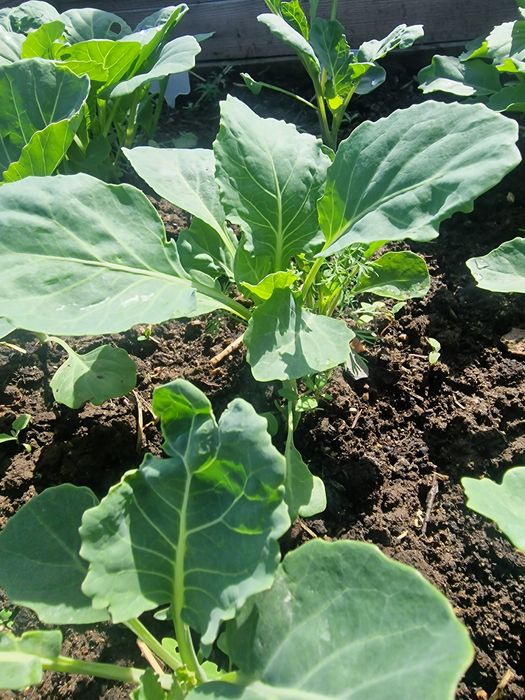 Продам рассаду капусты