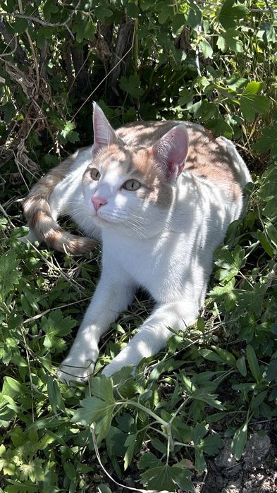 Отдам в добрые руки